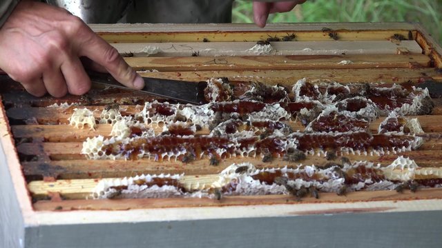 enfumage des abeilles et nettoyage du haut des cadres