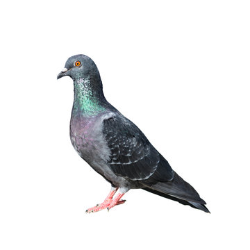 pigeon isolated on white with clipping path