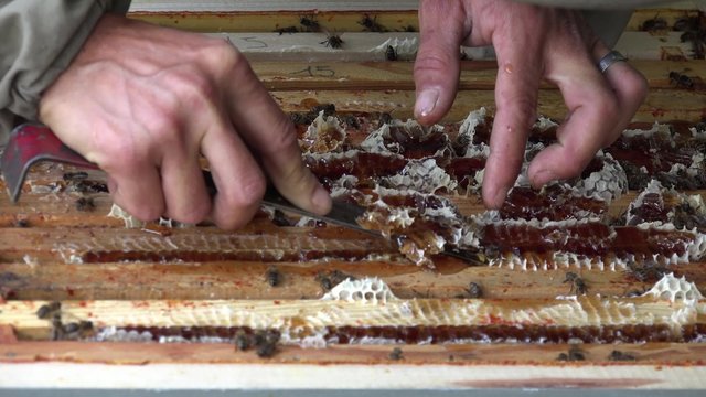 enfumage des abeilles et nettoyage du haut des cadres