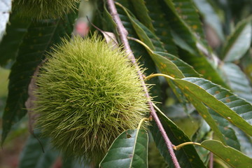 まだ青いいがぐり