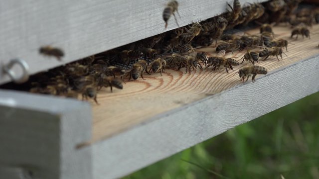 entrée de la ruche et va et vient des abeilles