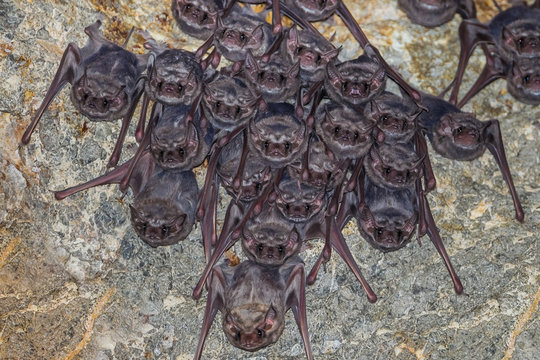  close up of Long-winged Tomb Bat(Taphozous longimanus) 