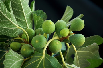 figs fruit