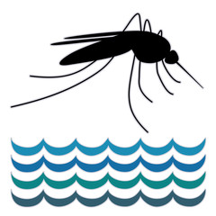 Mosquito, standing water, graphic illustration, isolated on white background 