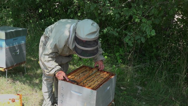 d&eacute;pose des cadres avant extraction du miel