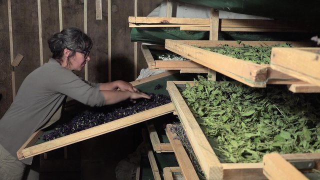 Pr&eacute;paration et s&eacute;chage des fleurs et feuilles