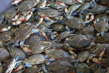 Tuinposter blauwe krabben © posh