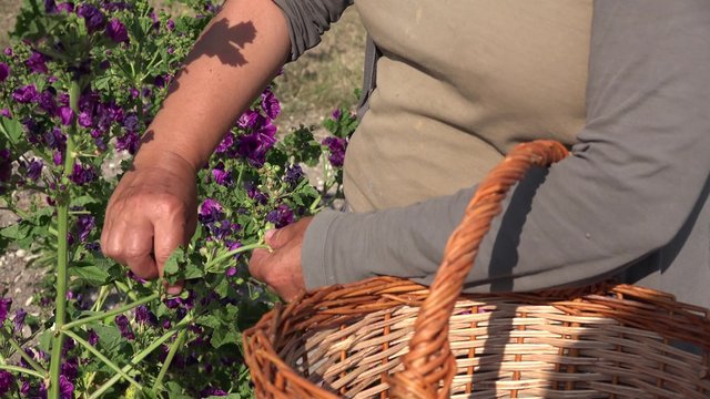 r&eacute;colte &agrave; la main des fleurs de mauve