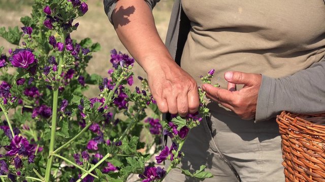 r&eacute;colte &agrave; la main des fleurs de mauve