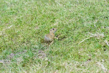 Pocket gophers, commonly referred to as gophers