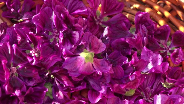 r&eacute;colte &agrave; la main des fleurs de mauve