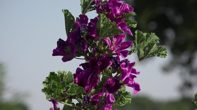 r&eacute;colte &agrave; la main des fleurs de mauve