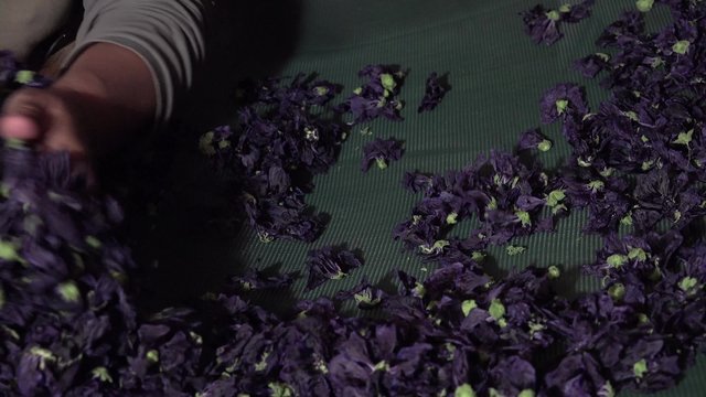 Pr&eacute;paration et s&eacute;chage des fleurs et feuilles