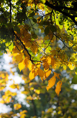 yellow and green foliage