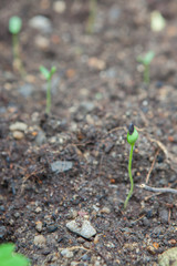 watermelon seedling emerging from rough soil