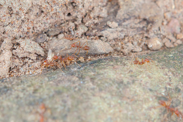 Red ant