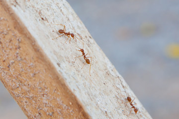 Red ant
