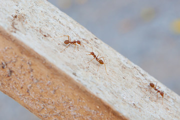 Red ant
