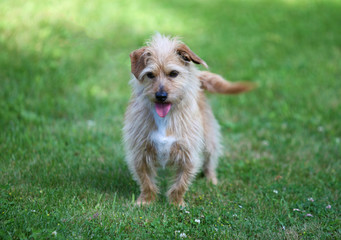 cute terrier