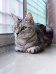 American shorthair cat is sitting and looking forward