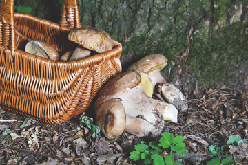 Dream of mushroom picker. Basket with porcini mushrooms.