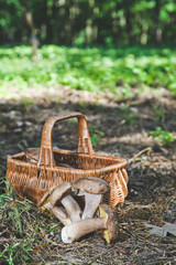 Harvested fresh white mushrooms in a sunny forest