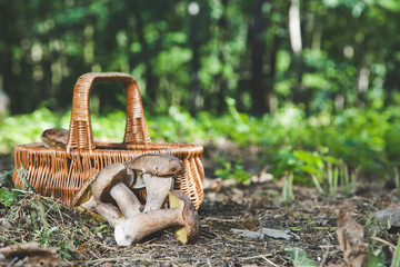 Harvested fresh white mushrooms in a sunny forest