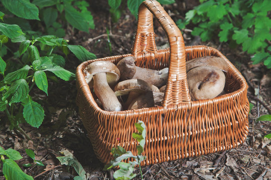 Forest gifts. White mushrooms in wicker basket