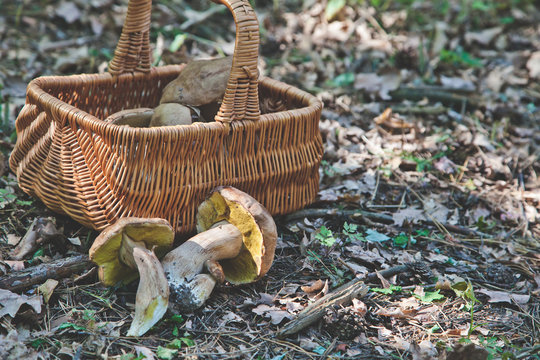 Joy of mushroom picker. Fresh porcini mushrooms in forest.