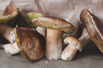 Ceps just cut in an oak forest