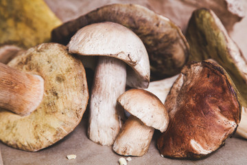 Beautiful white mushrooms just out of the forest