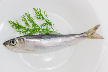 Sprat and dill on a dish