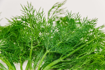 Dill closeup