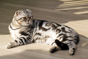 British Shorthair Cat