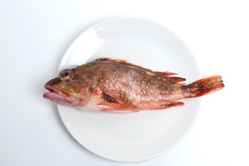 下ごしらえをしたカサゴ
