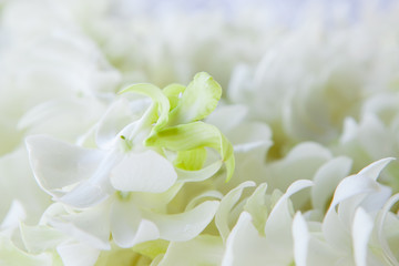 Orchid petals Being prepared is used in wedding ceremonies.