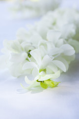 Naklejka na ściany i meble Orchid petals Being prepared is used in wedding ceremonies.