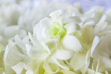 Obraz na płótnie Canvas Orchid petals Being prepared is used in wedding ceremonies.