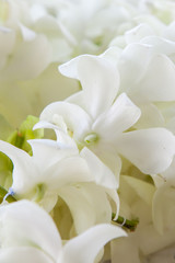 Fototapeta premium Płatki storczyków Przygotowanie jest używane podczas ceremonii ślubnych.