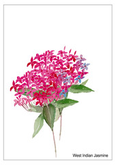 Ixora flower.hand drawn watercolor painting on white background.Vector illustration