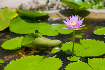 purple lotus blooming