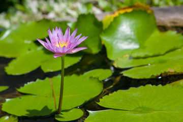 purple lotus blooming