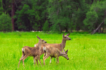Deers on green meadow