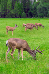 Deers on green meadow.