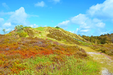 Høstbjerg auf der Insel Rømø, umgeben von Heidelandschaft