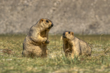Himalayan marmots -Marmota himalayana, pair , ladakh wildlife, Jammu and Kashmir, India