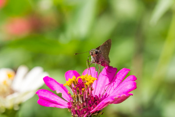 borbo cinnara (Hesperiidae) Butterfly 0n flower