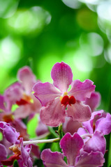 Purple orchid