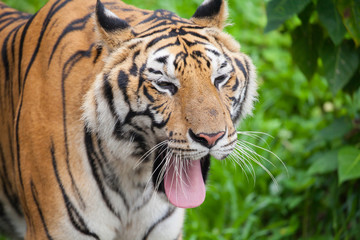 Closeup tiger in the zoo at Thailand