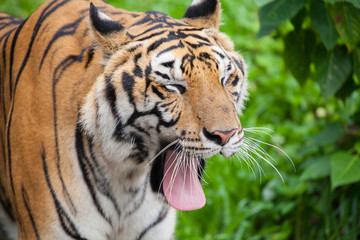 Closeup tiger in the zoo at Thailand